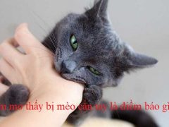 Nằm mơ thấy bị mèo cắn là điềm gì, đánh đề con gì?