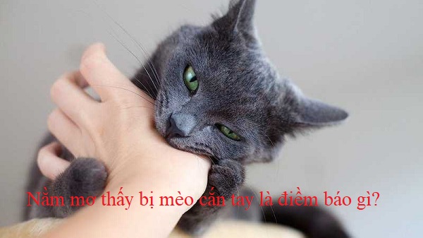 Nằm mơ thấy bị mèo cắn là điềm gì, đánh đề con gì?